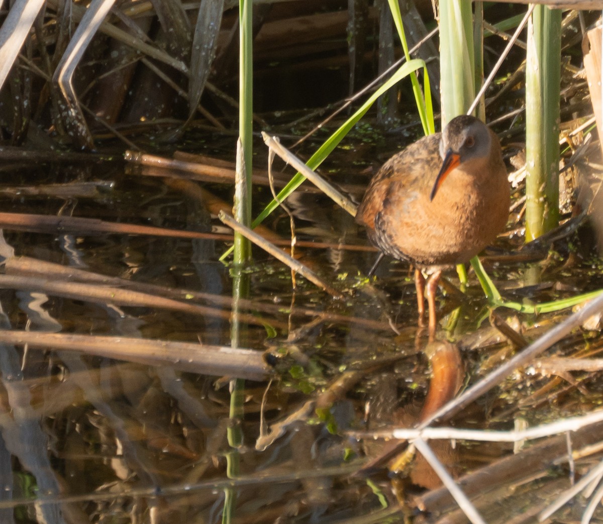 grynterikse - ML647560123