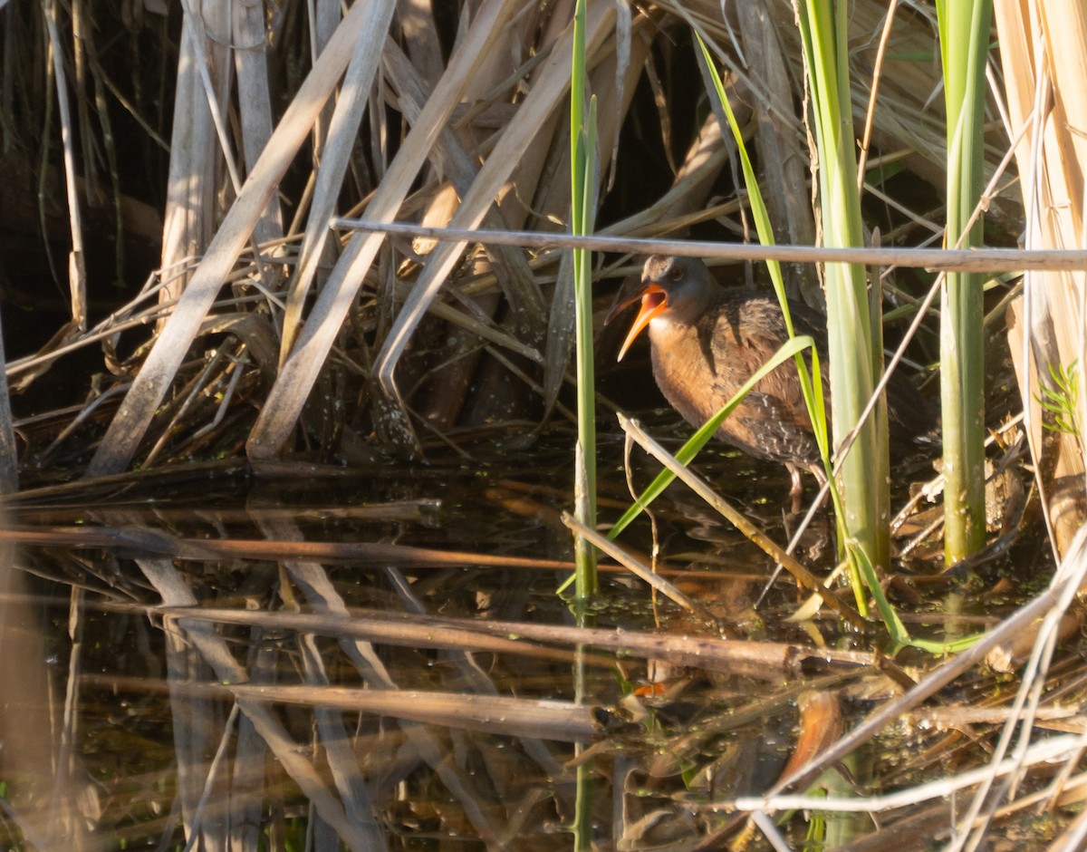 grynterikse - ML647560124