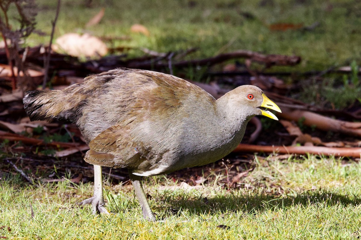 slípka tasmánská - ML647560154