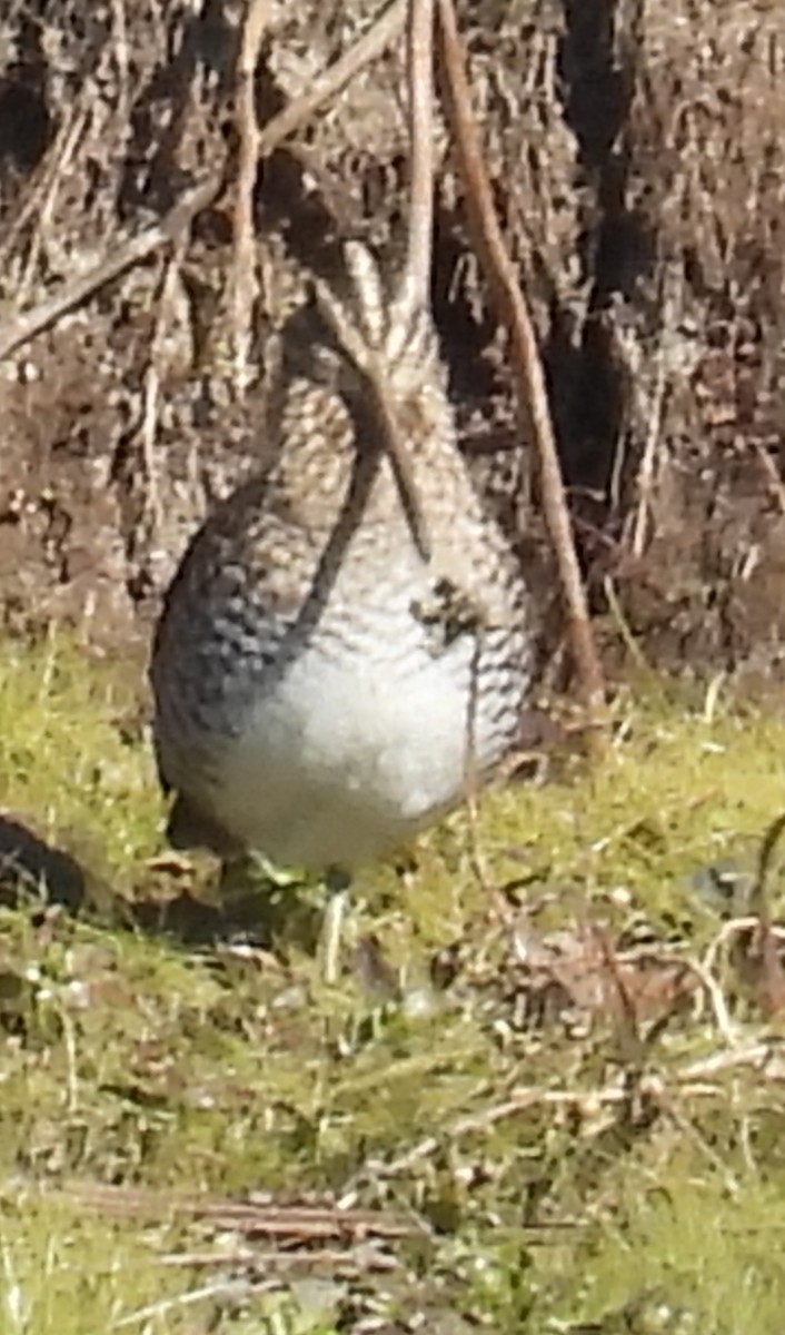 Wilson's Snipe - ML647560156