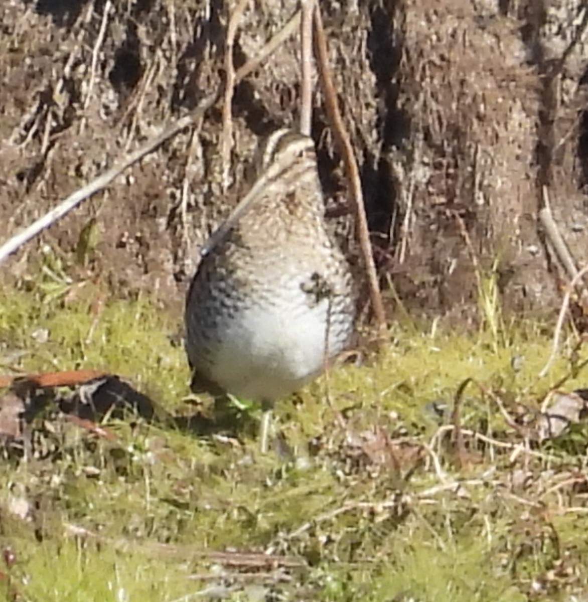 Wilson's Snipe - ML647560157