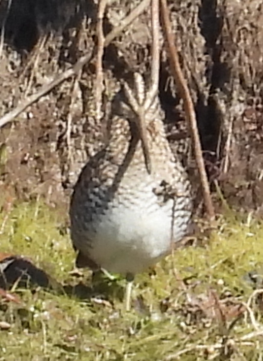 Wilson's Snipe - ML647560158