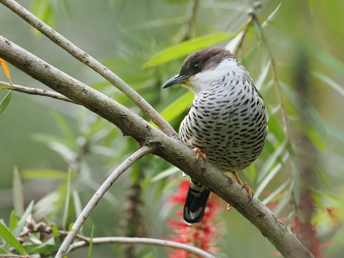 Vietnamese Cutia - ML647560168