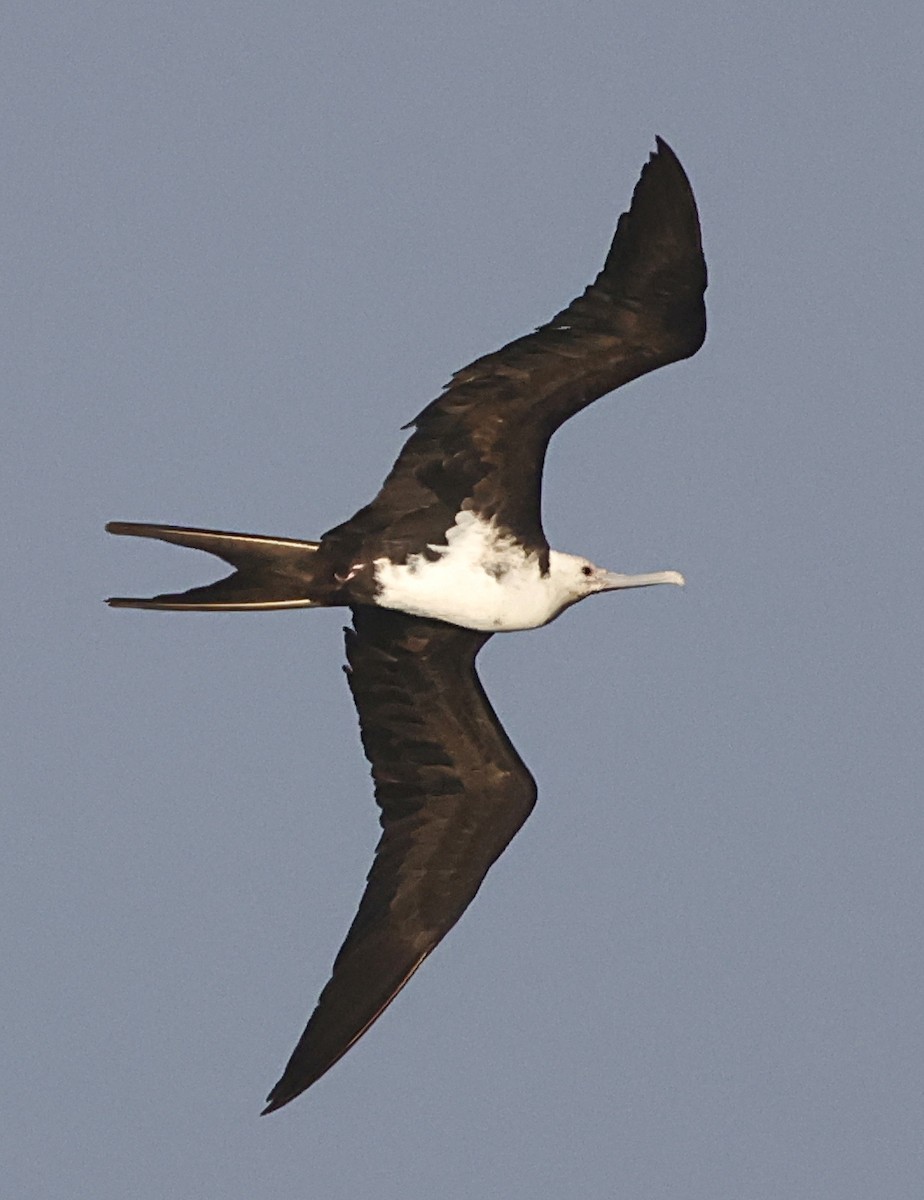 פריגט גדול - ML647560200