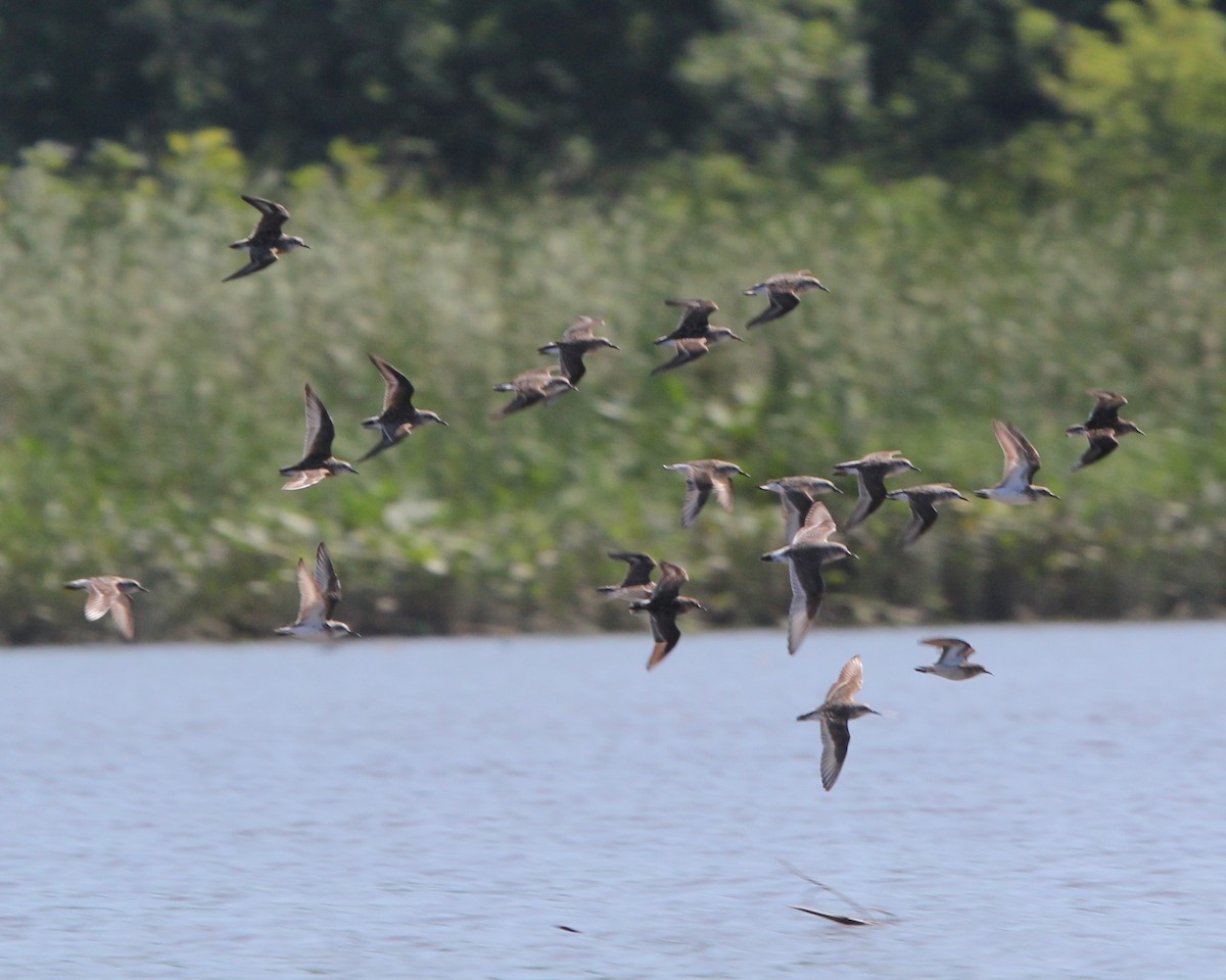 White-rumped Sandpiper - Sean McCandless