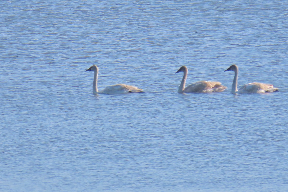 Trumpeter Swan - ML647560213