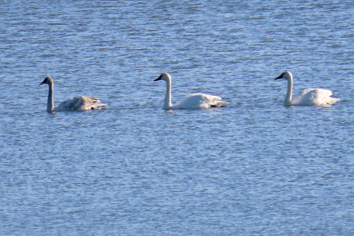 Trumpeter Swan - ML647560214