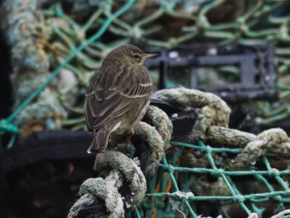 Rock Pipit - ML647560224