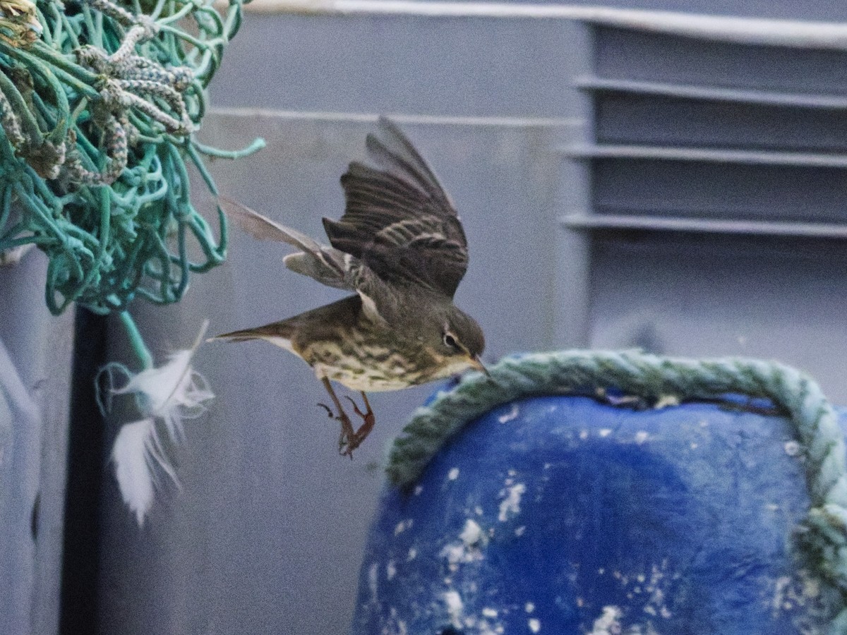 Rock Pipit - ML647560225