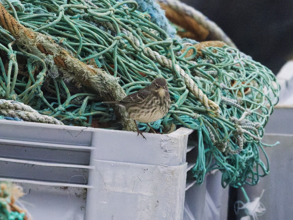 Rock Pipit - ML647560226