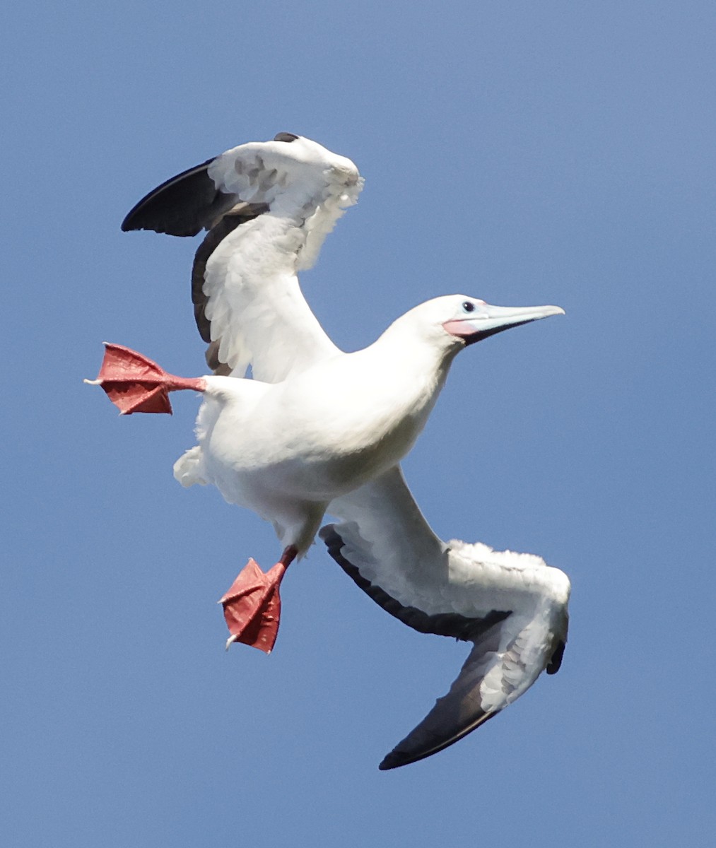 Сула червононога - ML647560246