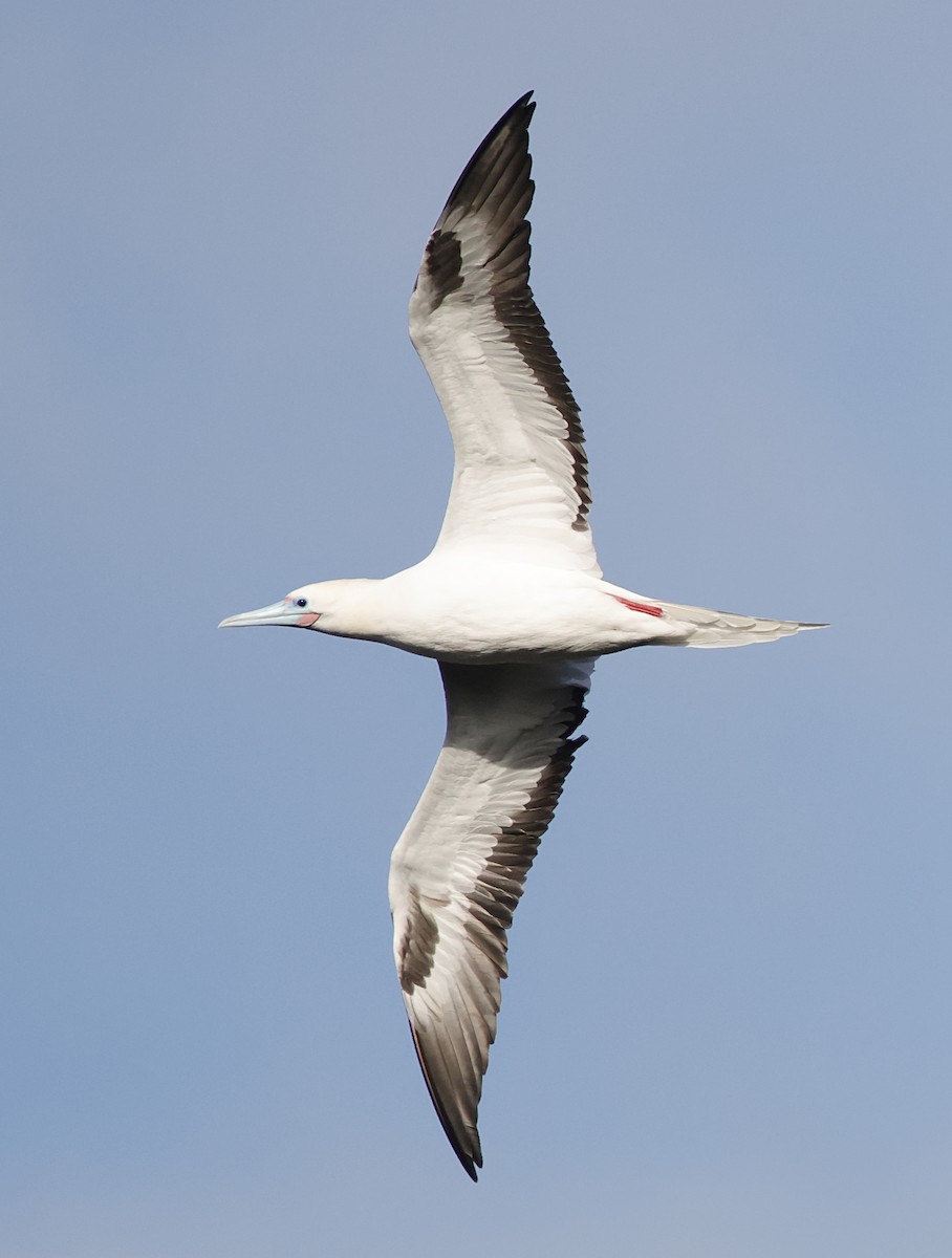 Сула червононога - ML647560247