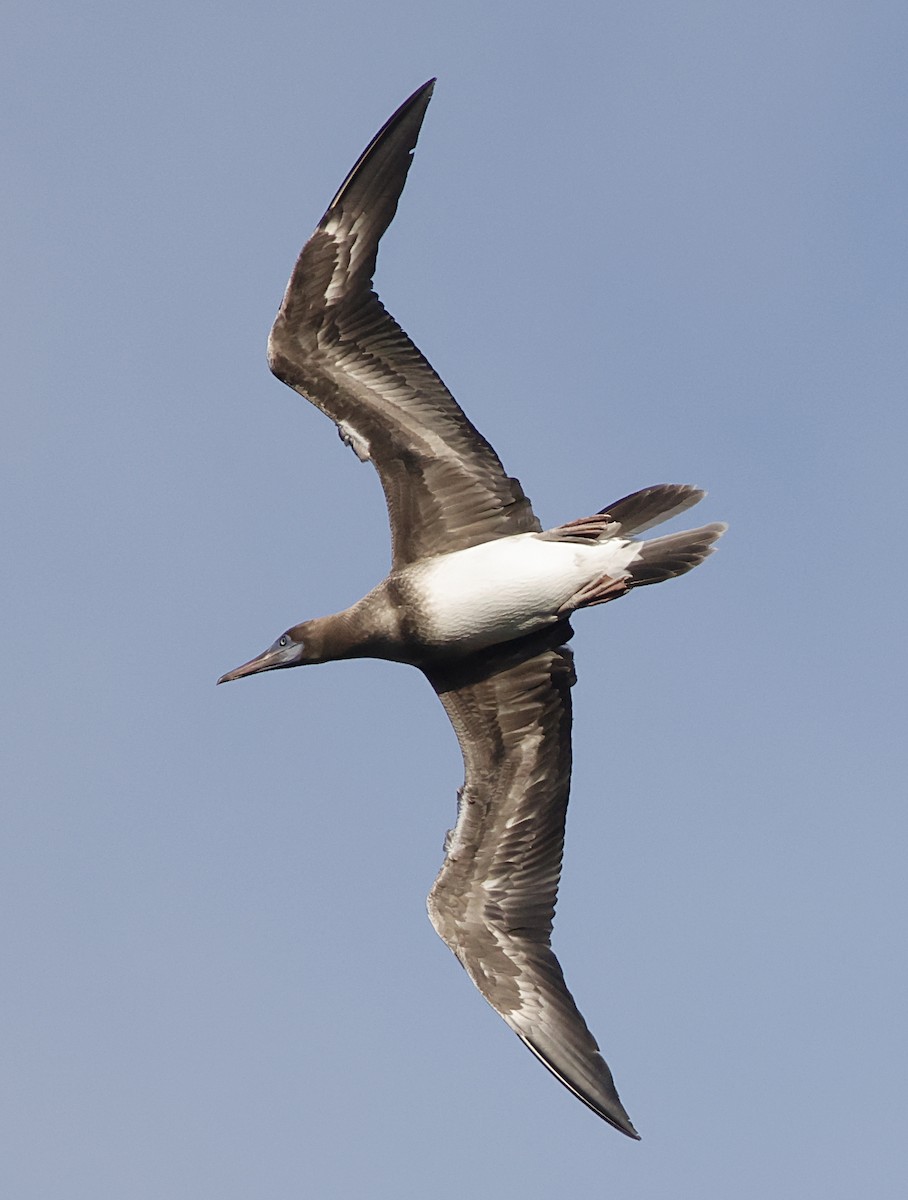 Сула червононога - ML647560248