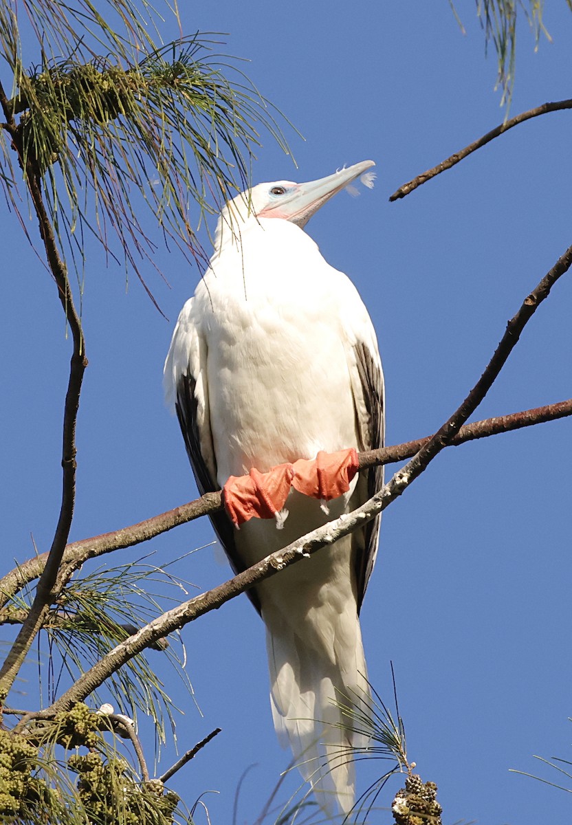 Сула червононога - ML647560249