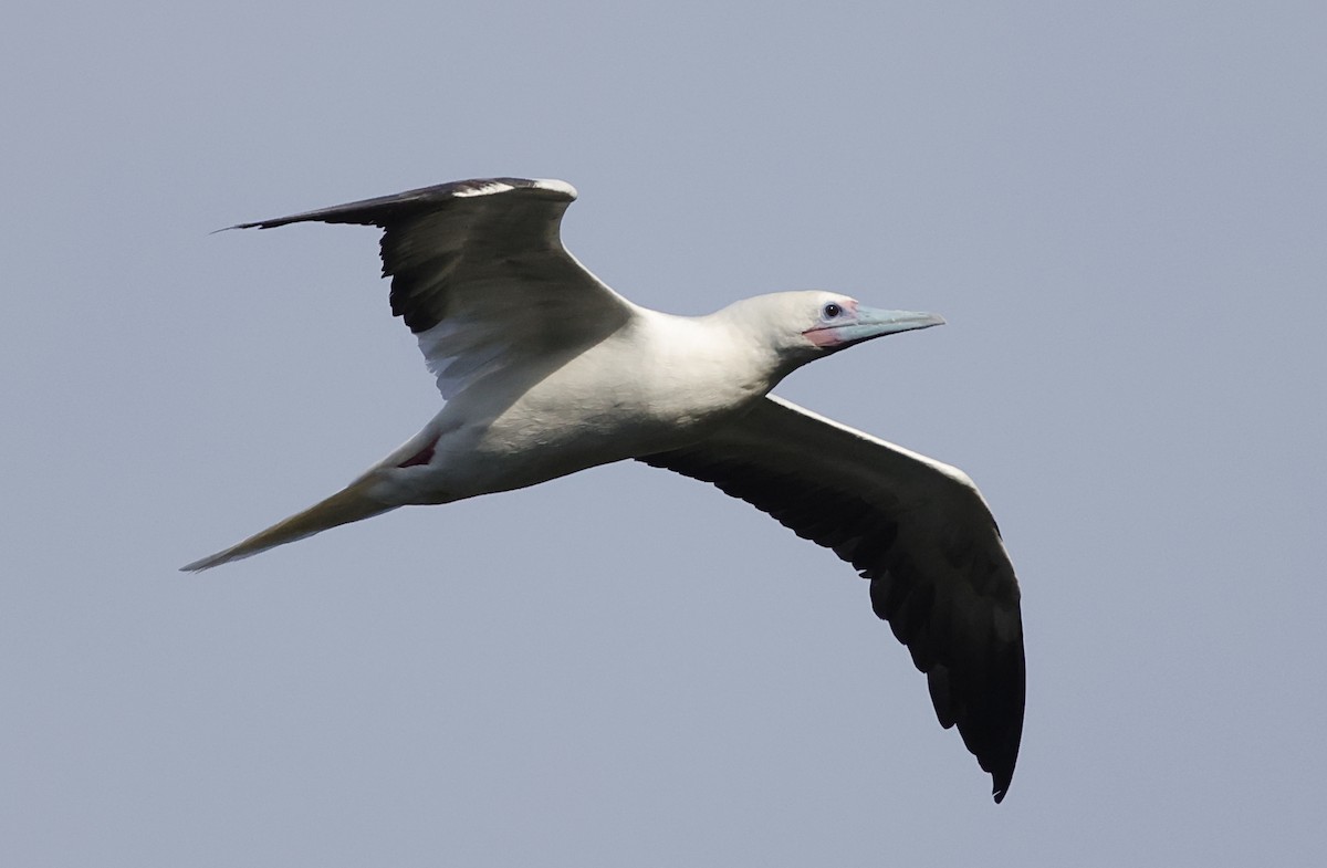 Сула червононога - ML647560250