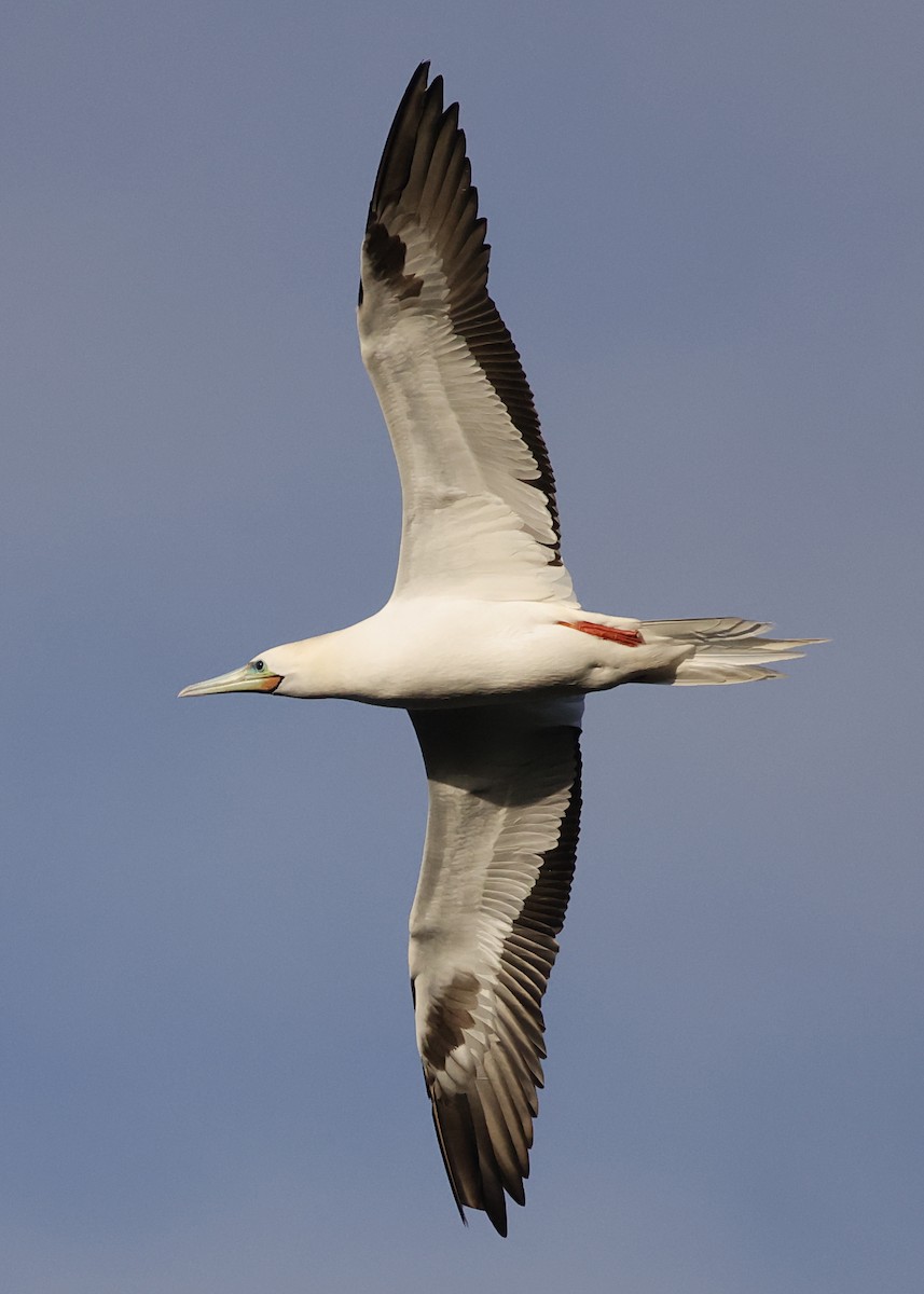 Сула червононога - ML647560251