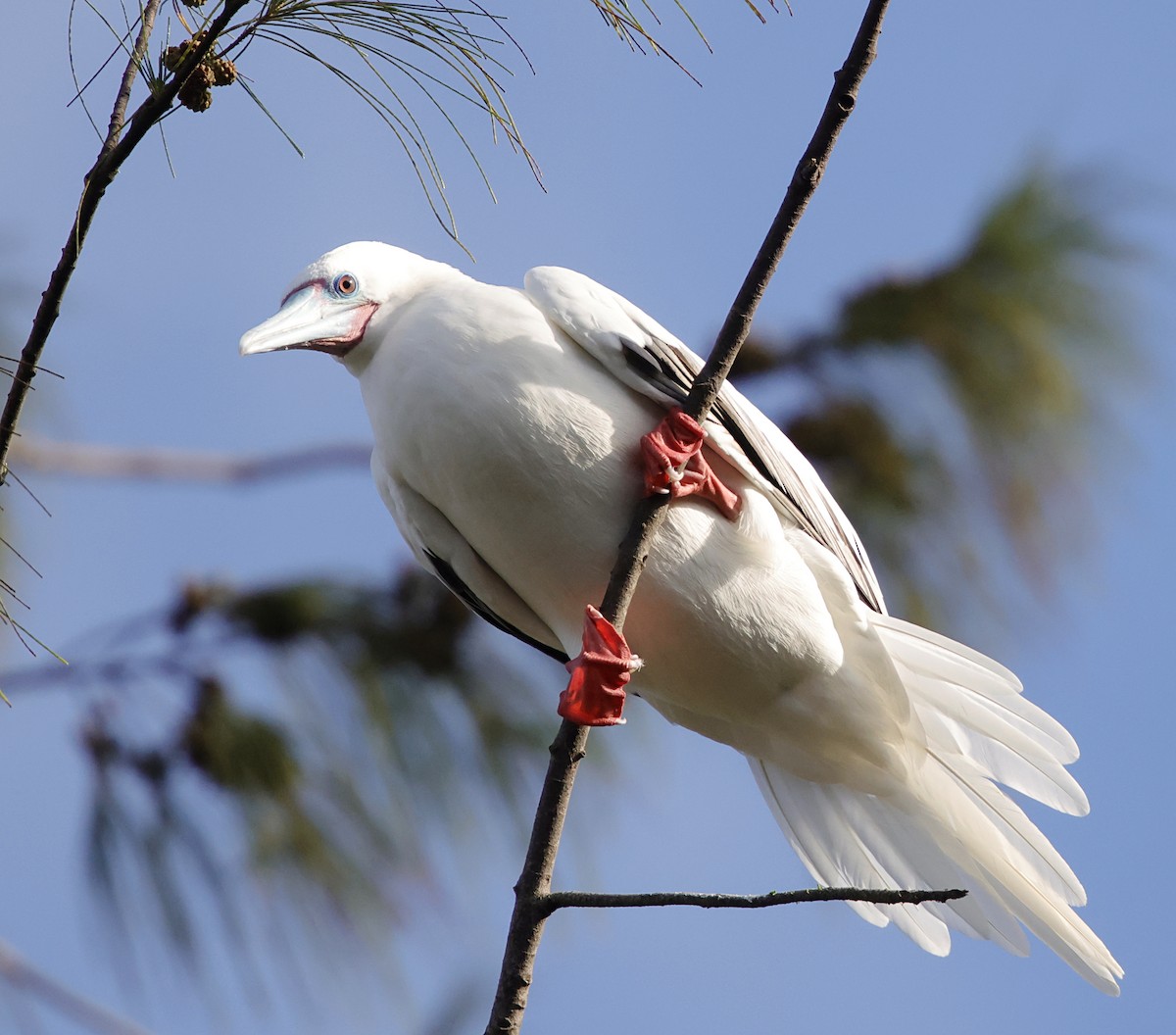 Сула червононога - ML647560252