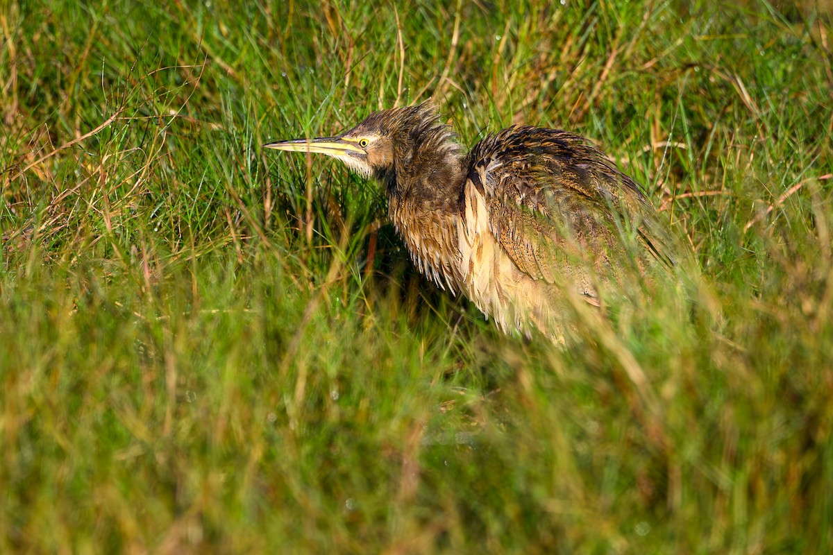 American Bittern - ML647560261