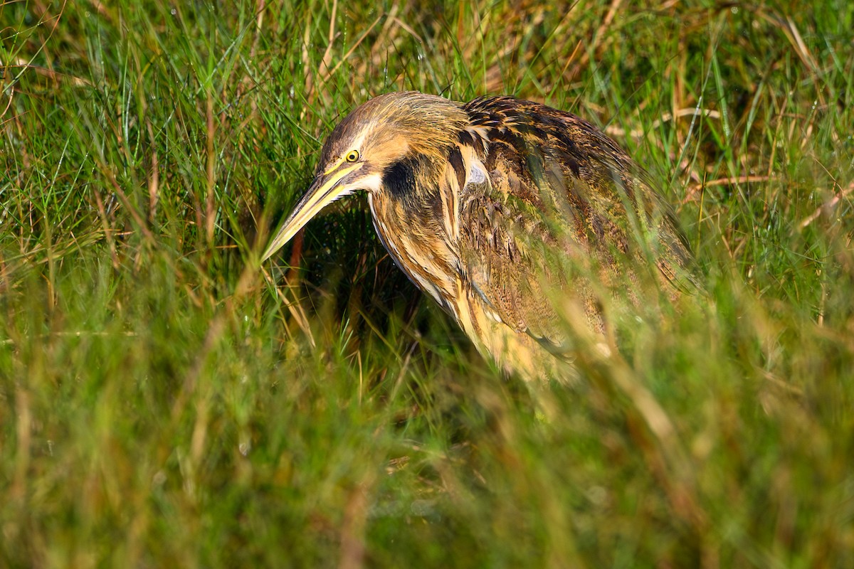 American Bittern - ML647560262