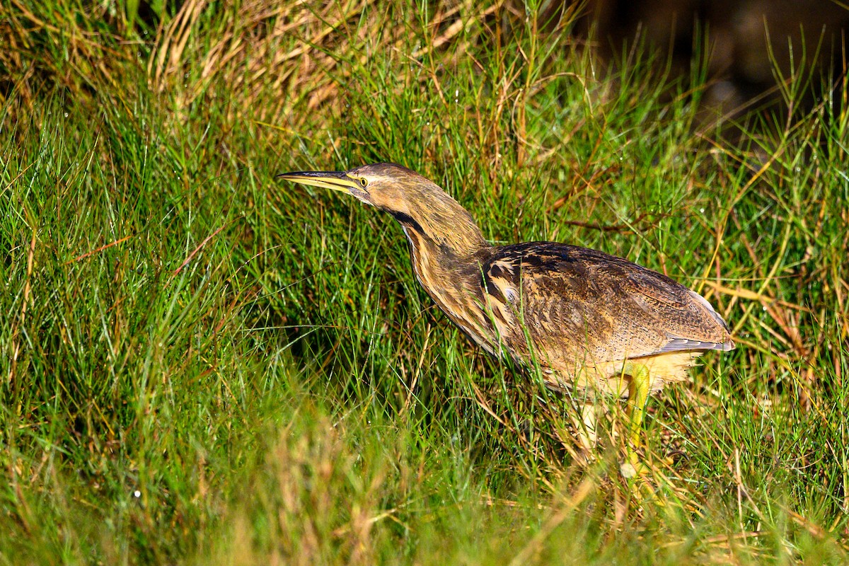 American Bittern - ML647560263