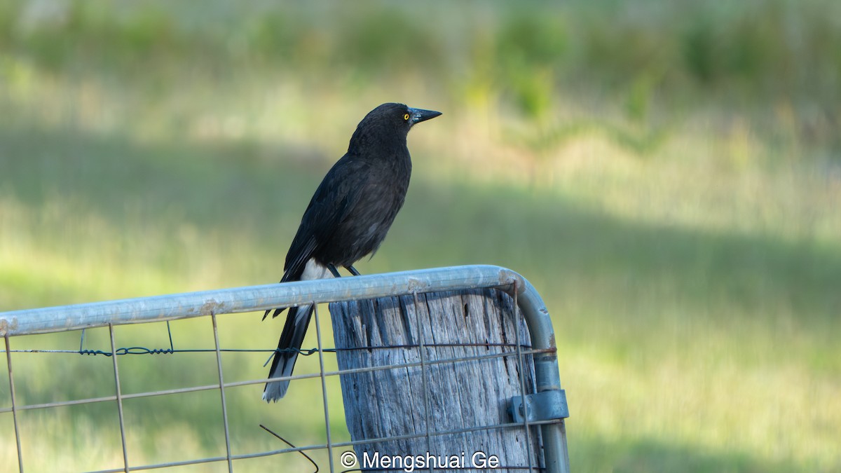 Gray Currawong (Clinking) - ML647560277