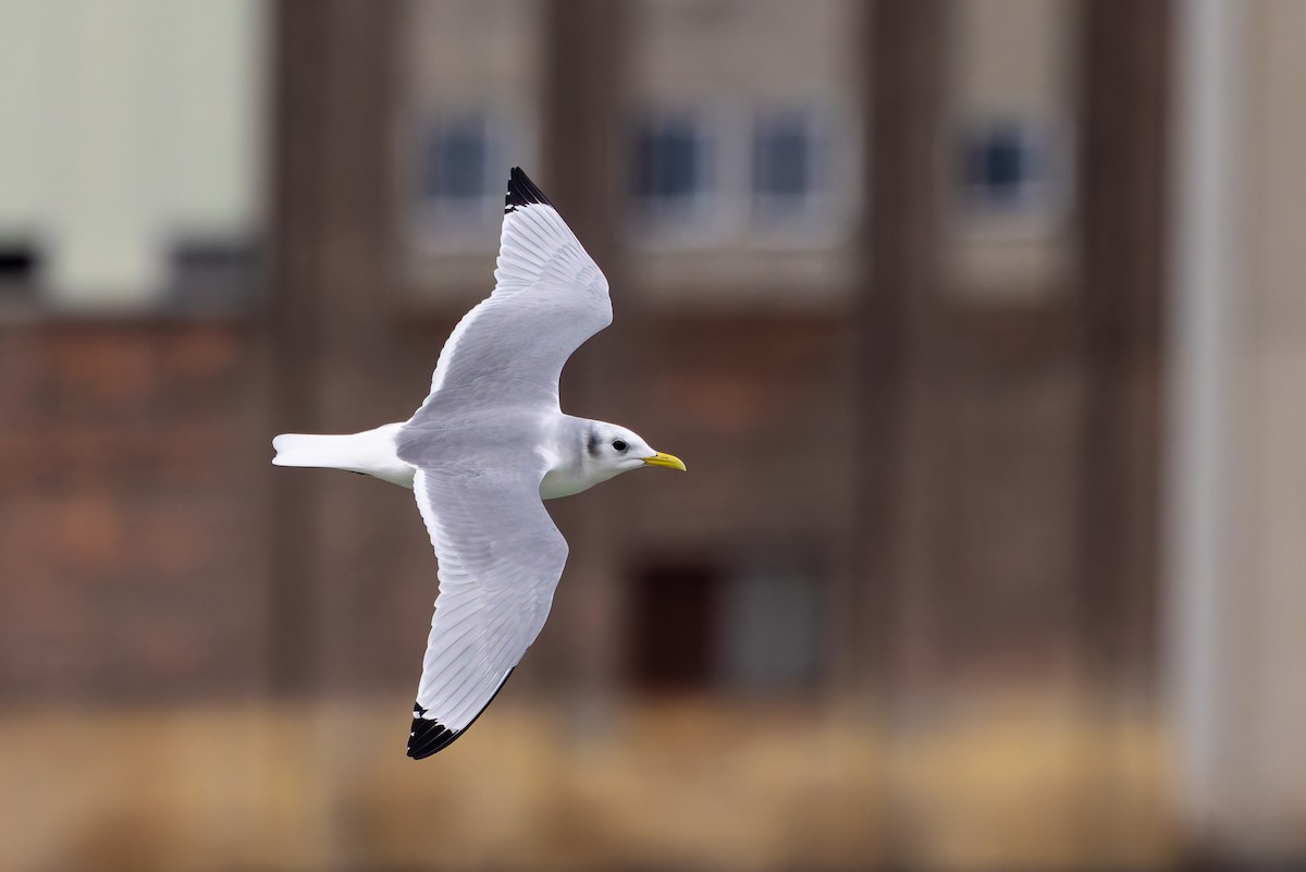 三趾鷗 - ML647560287