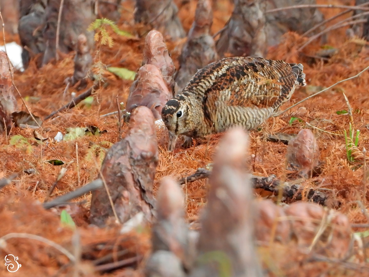 Chocha Perdiz - ML647560296