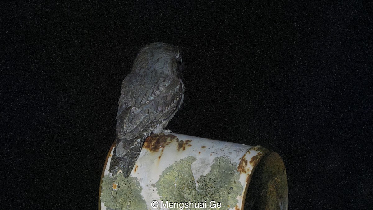 Avustralya Kocaağzı - ML647560299