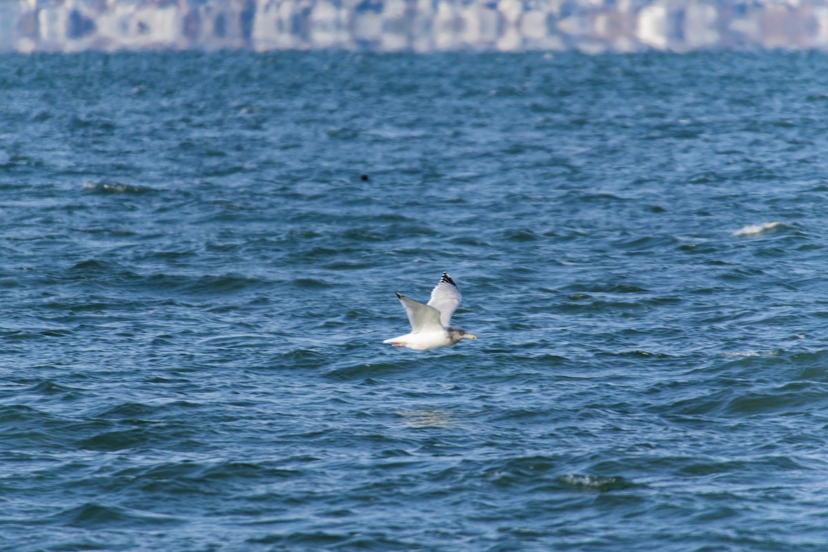 Gaviota/Gavión sp. - ML647560319
