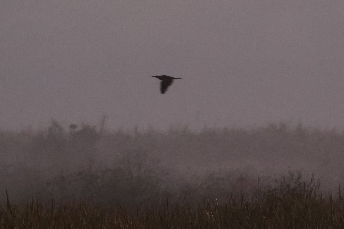 American Bittern - ML647560331