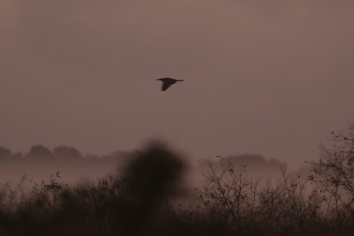 American Bittern - ML647560332