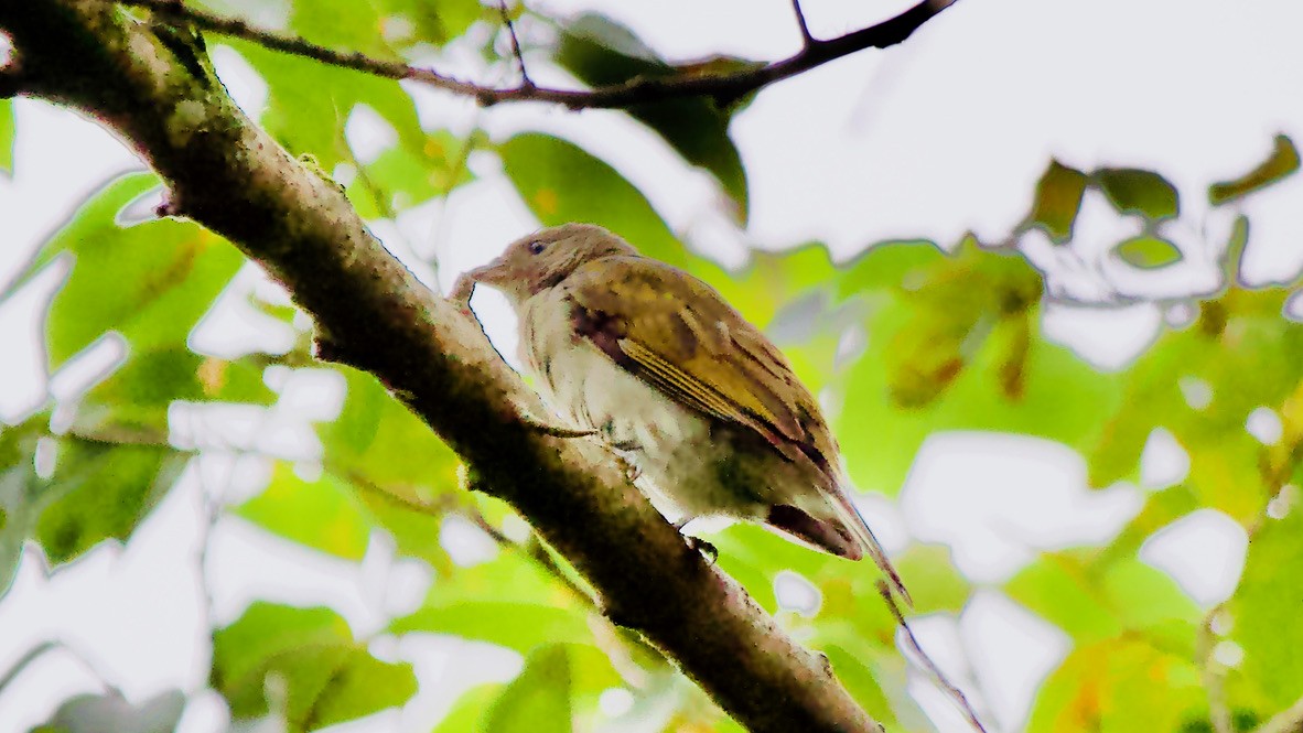 Lesser Honeyguide - ML647560334