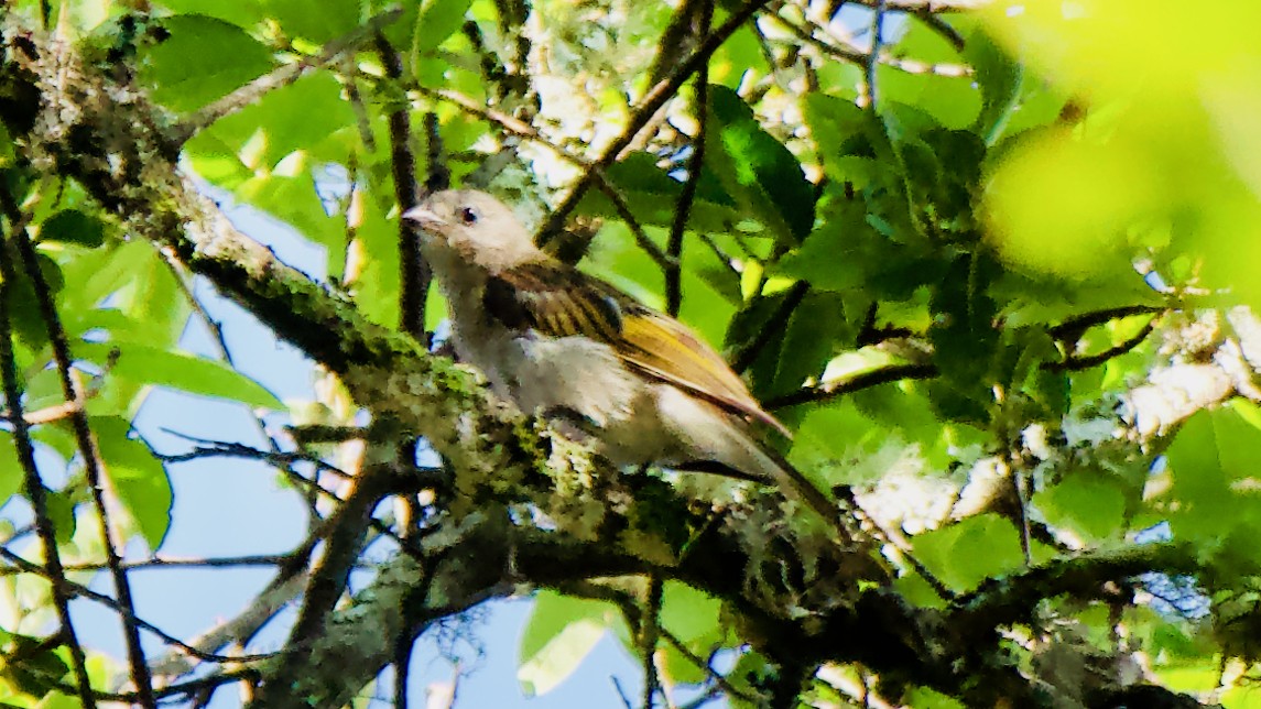 Lesser Honeyguide - ML647560345