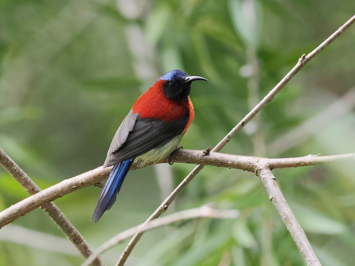 Black-throated Sunbird (Dalat) - ML647560356