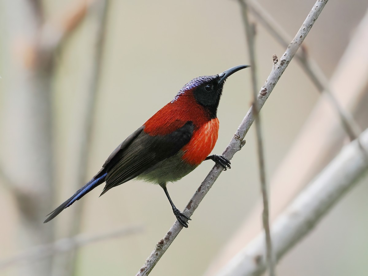 Black-throated Sunbird (Dalat) - ML647560358