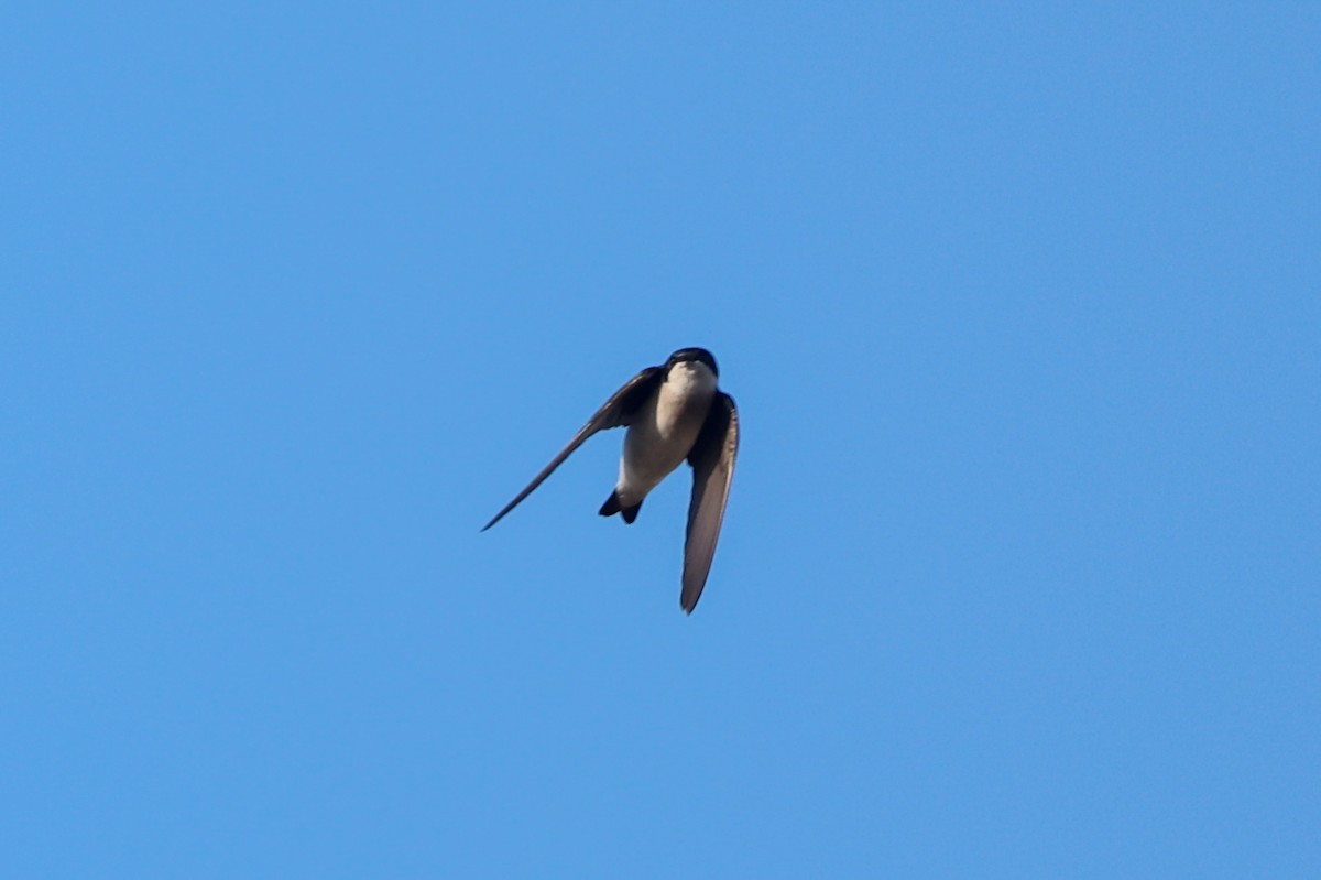 Tree Swallow - ML647560367