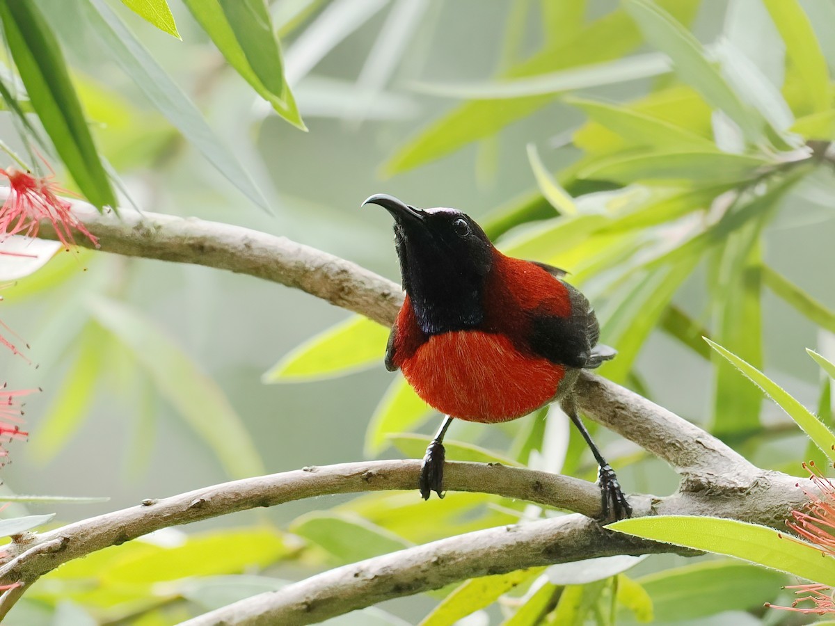 Black-throated Sunbird (Dalat) - ML647560380