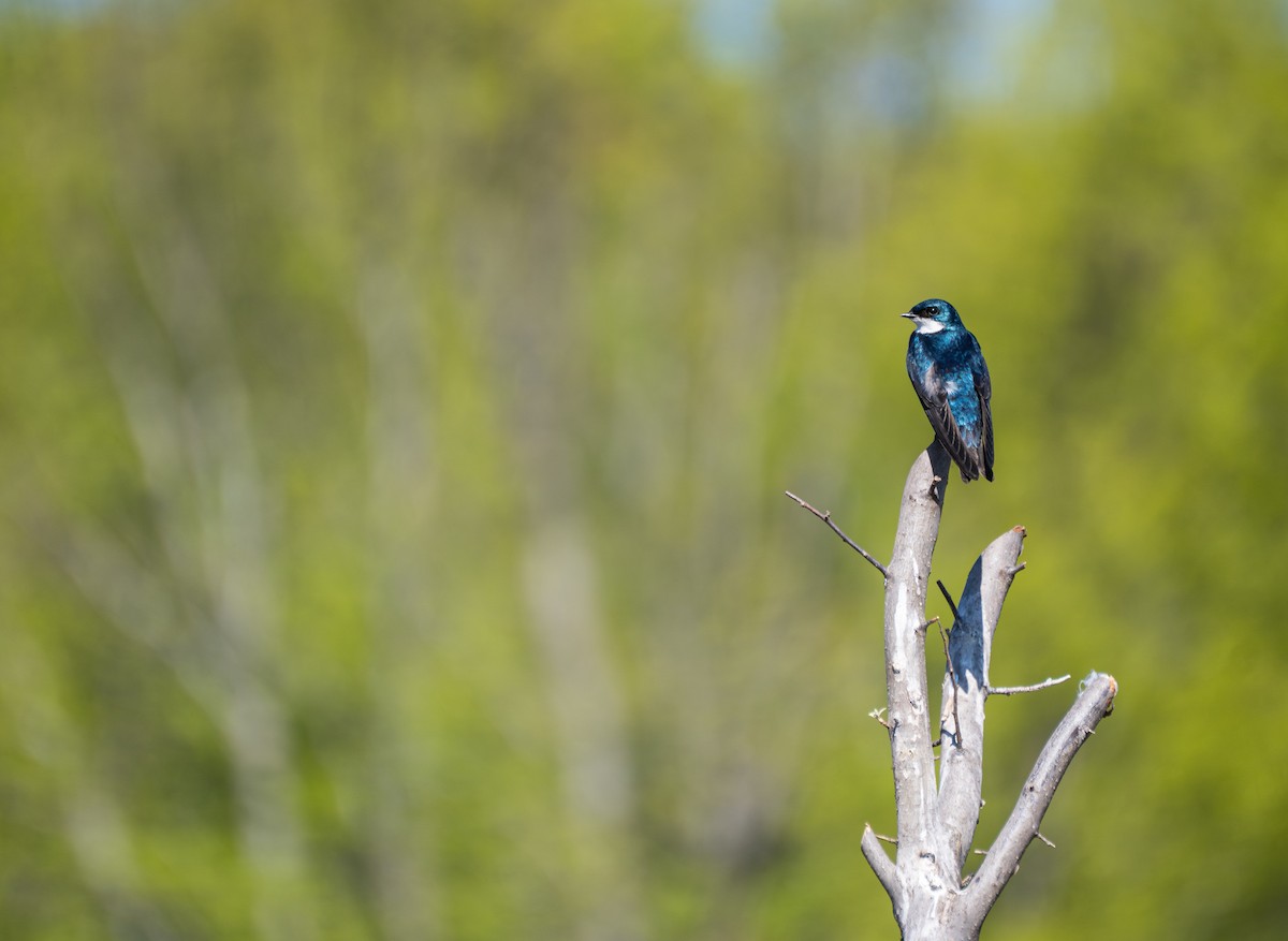 Tree Swallow - ML647560386