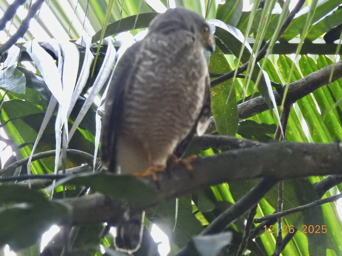 Roadside Hawk - ML647560387
