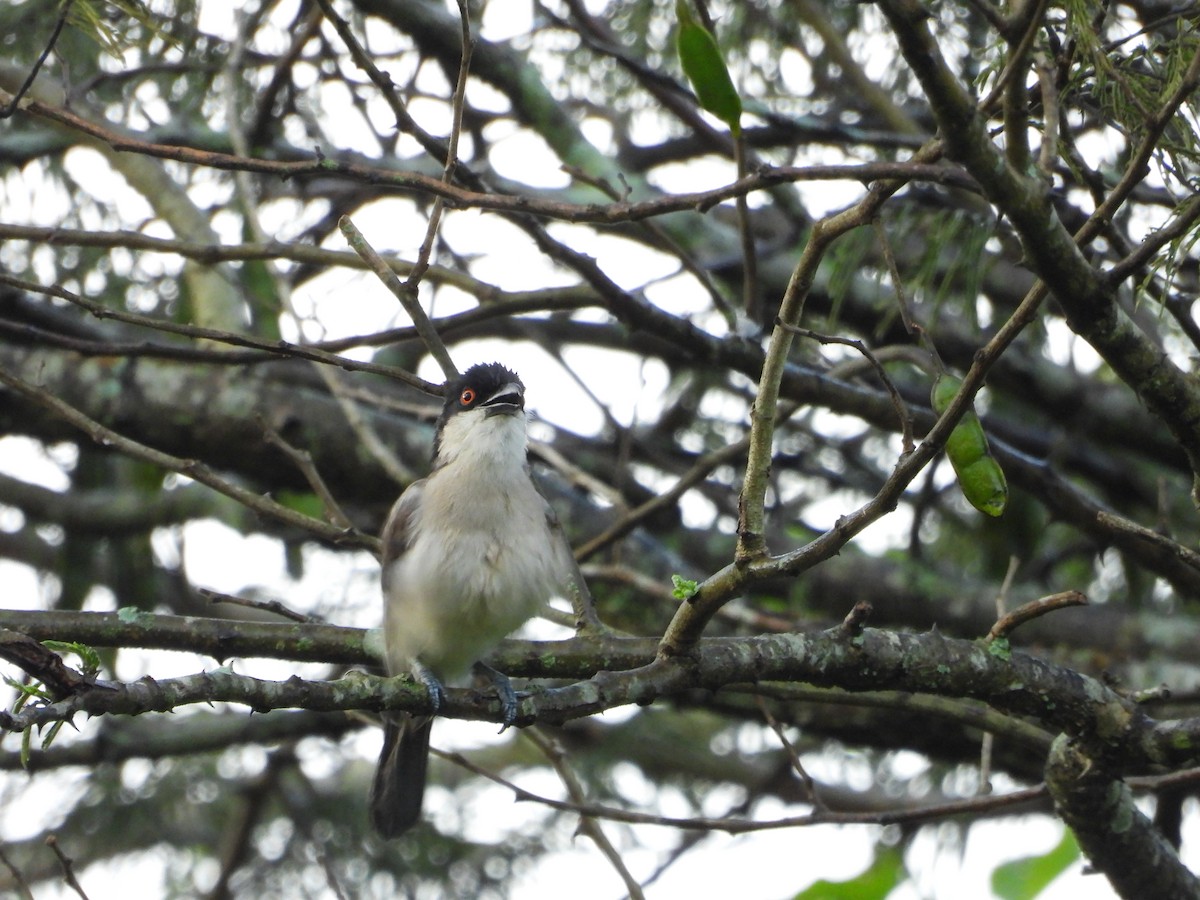 Кубла північна - ML647560407