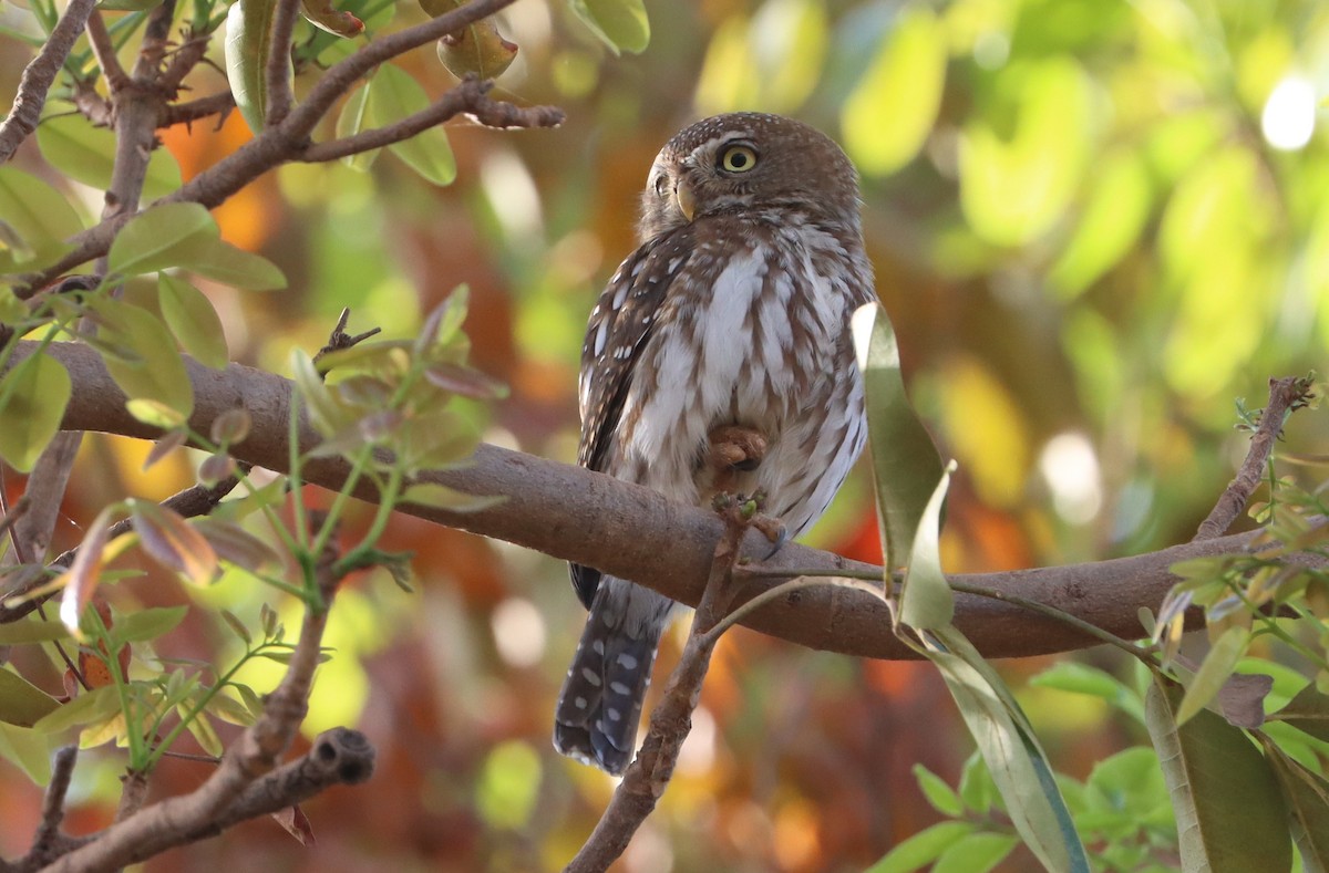 Pearl-spotted Owlet - ML647560408