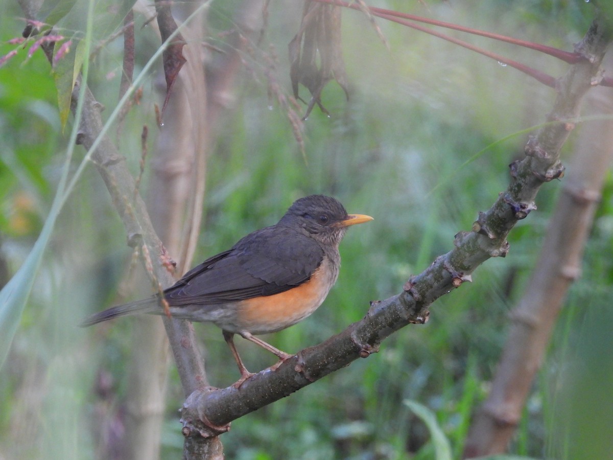 Дрізд африканський - ML647560418