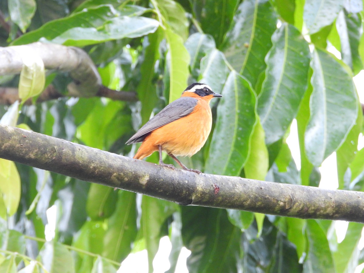 Золотокіс білобровий - ML647560422