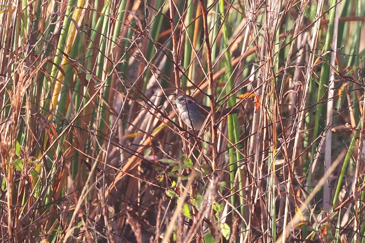 Болотная зонотрихия - ML647560424