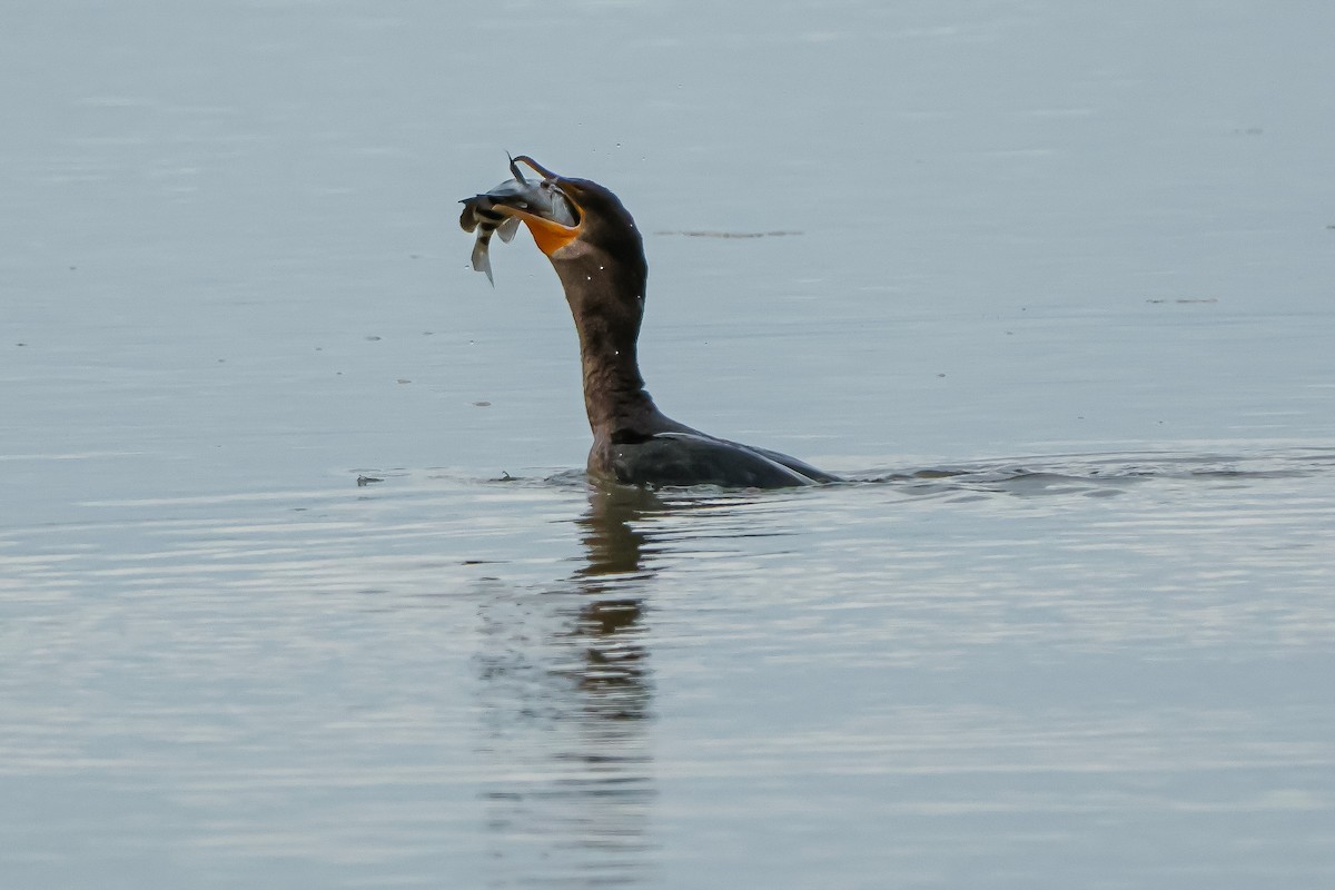 totoppskarv - ML647560426