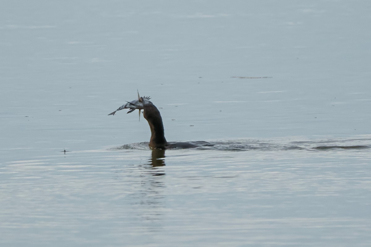 totoppskarv - ML647560429