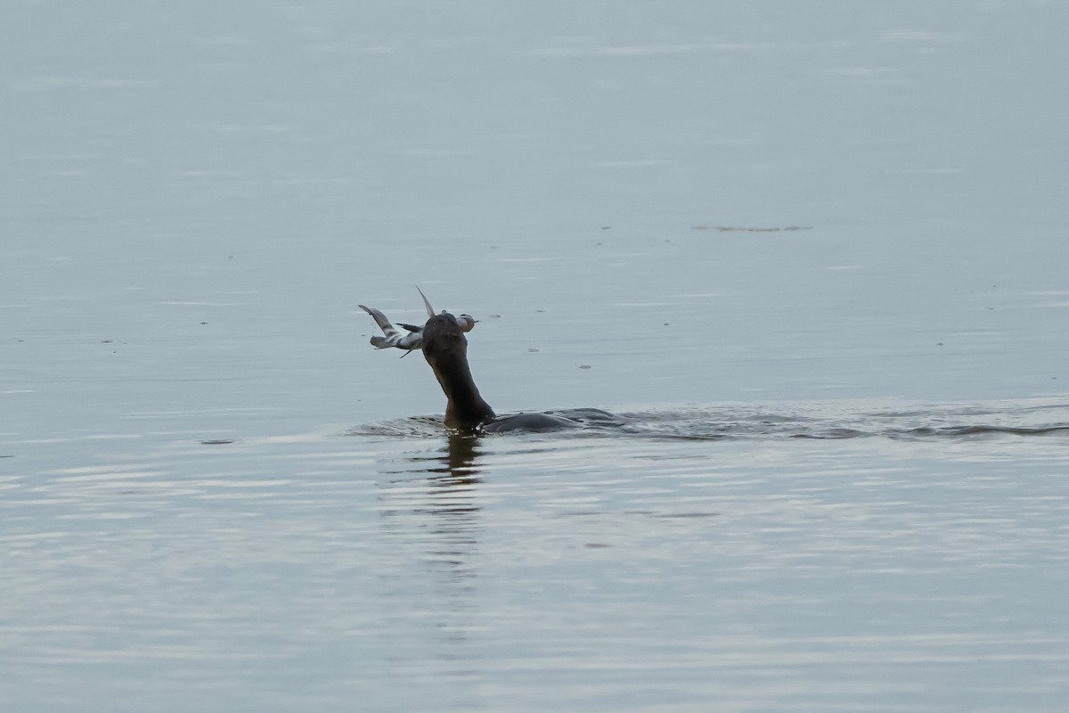 Баклан вухатий - ML647560430