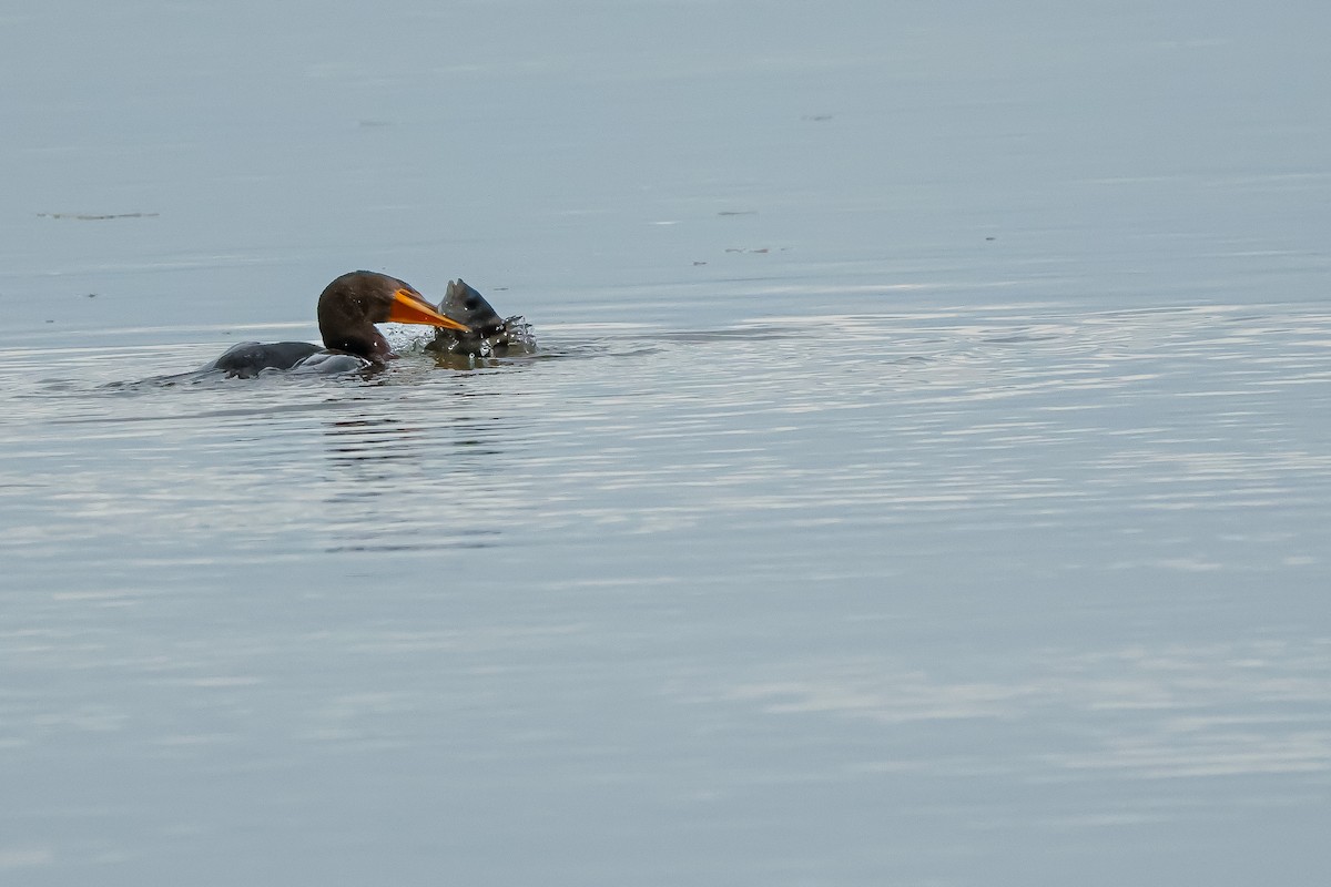 Баклан вухатий - ML647560431