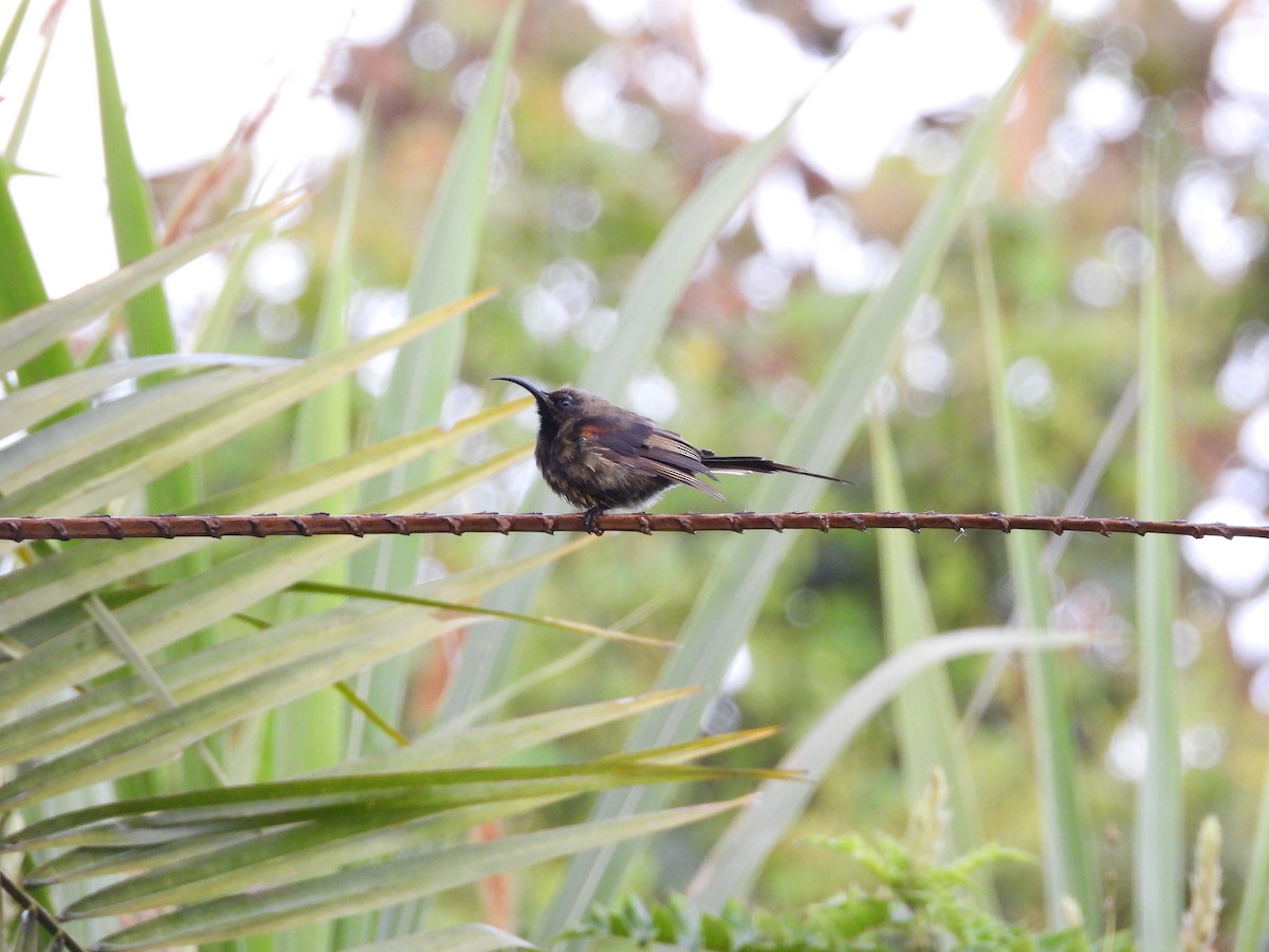 Нектарка бронзова - ML647560436