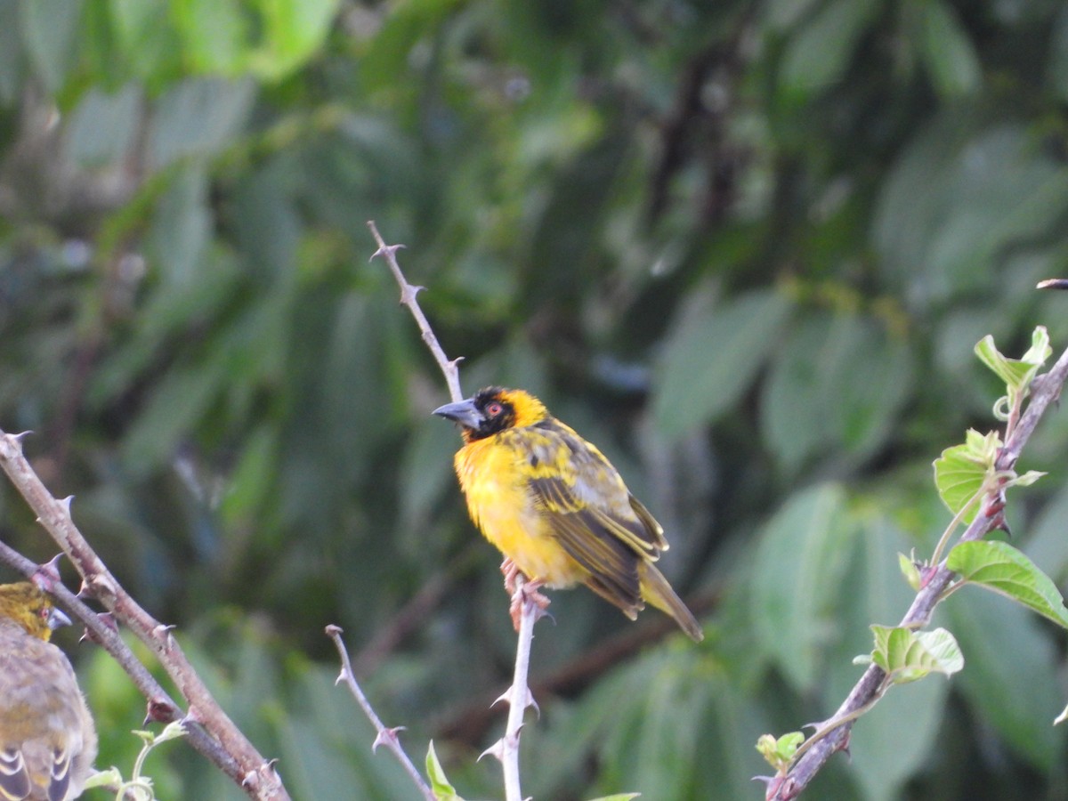 Ткачик великий - ML647560442